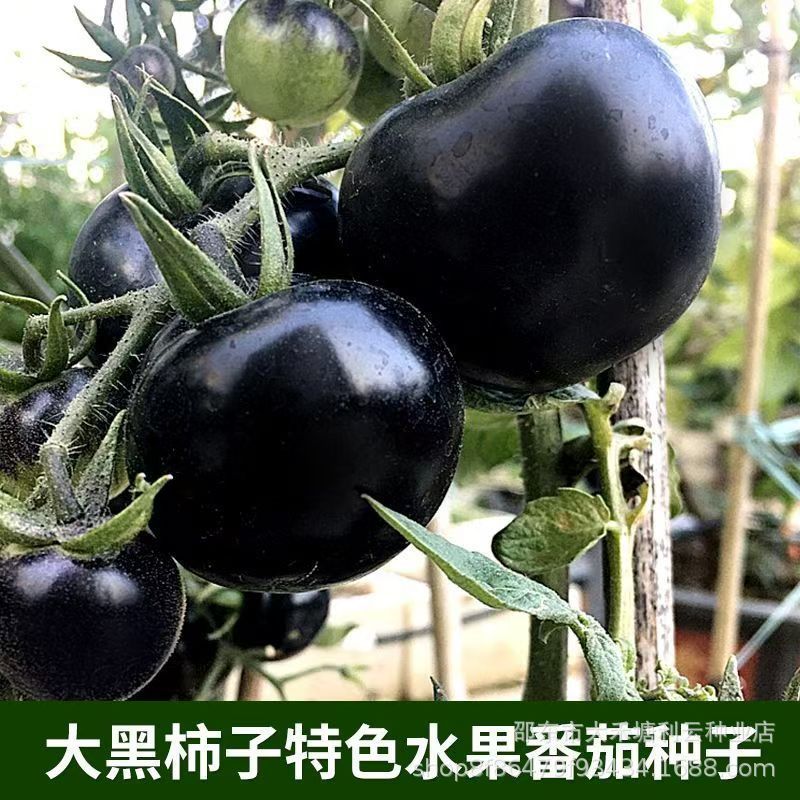 【Új a Mezőgazdasági Tudományok Intézetéből】Áfonyaparadicsom magok