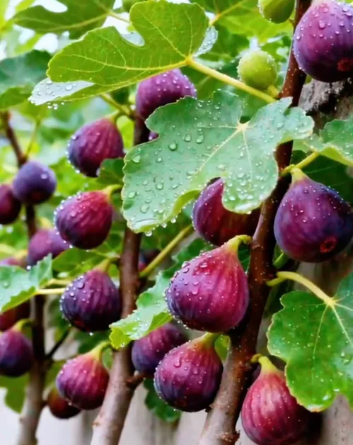 🍑 Super obrovské semená figovníka – sladkosť broskyne v každom súste! 🌟