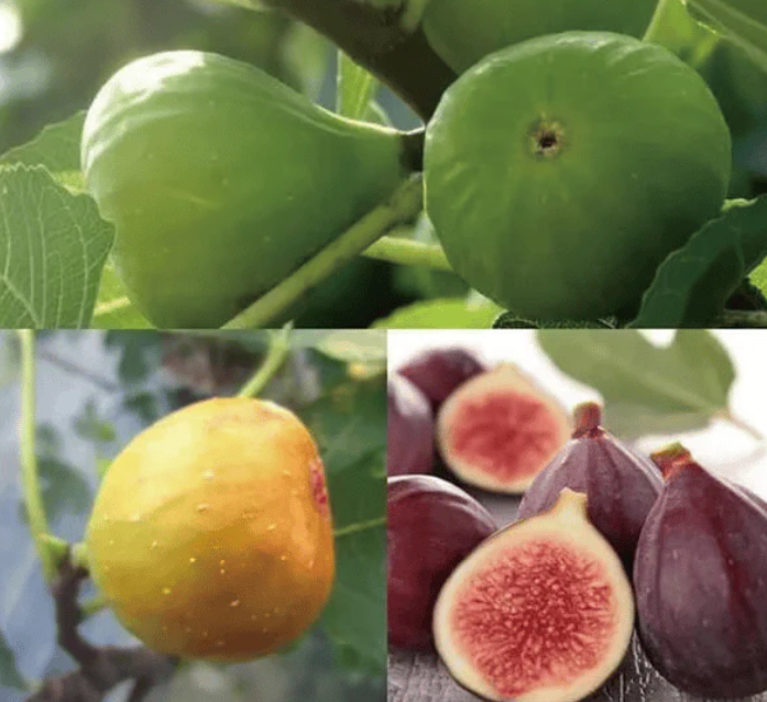 🍑 Super obrovské semená figovníka – sladkosť broskyne v každom súste! 🌟