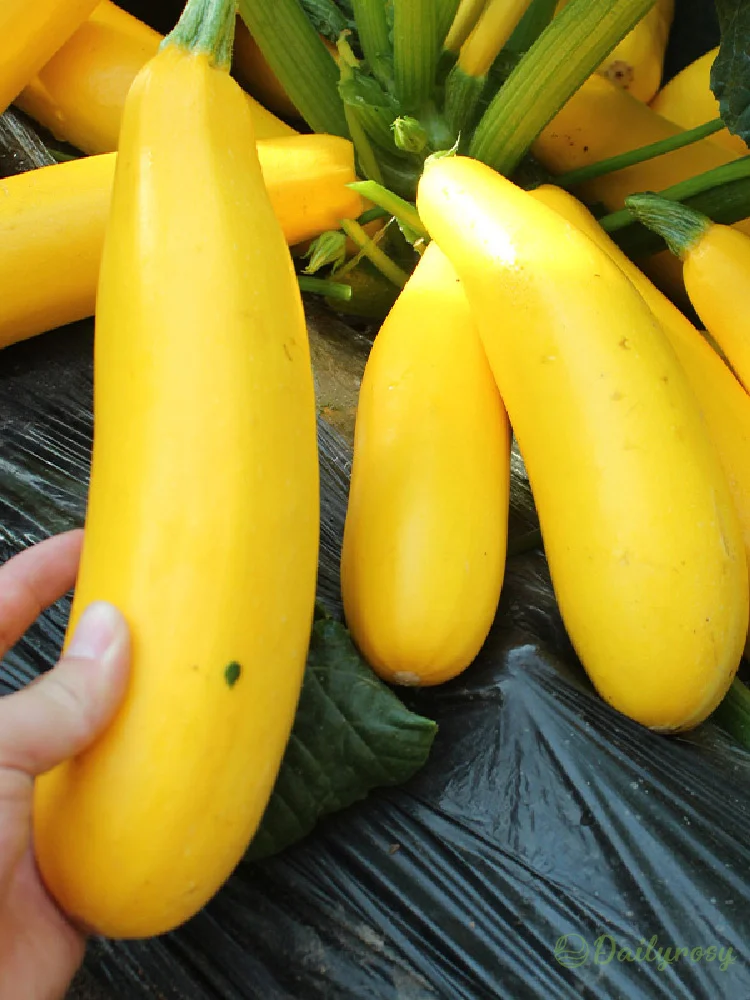 Semená cukety „Banana Zucchini – Golden Zucchini“ 🌿 Môžu sa vysievať počas všetkých ročných období