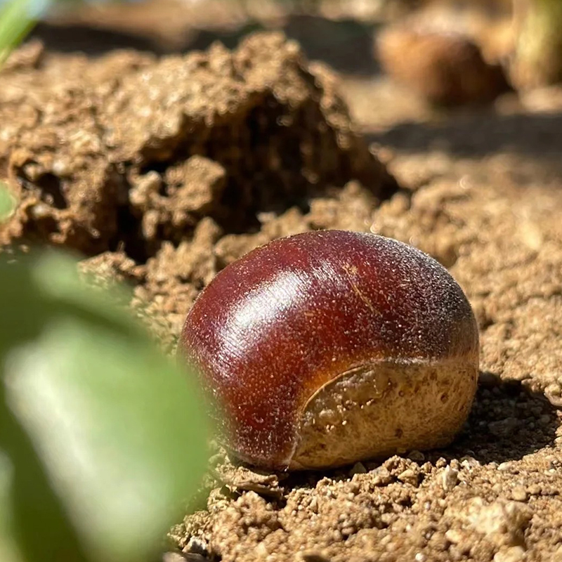 🌰 Semená trpasličieho jedlého gaštana – sladké a voňavé orechy