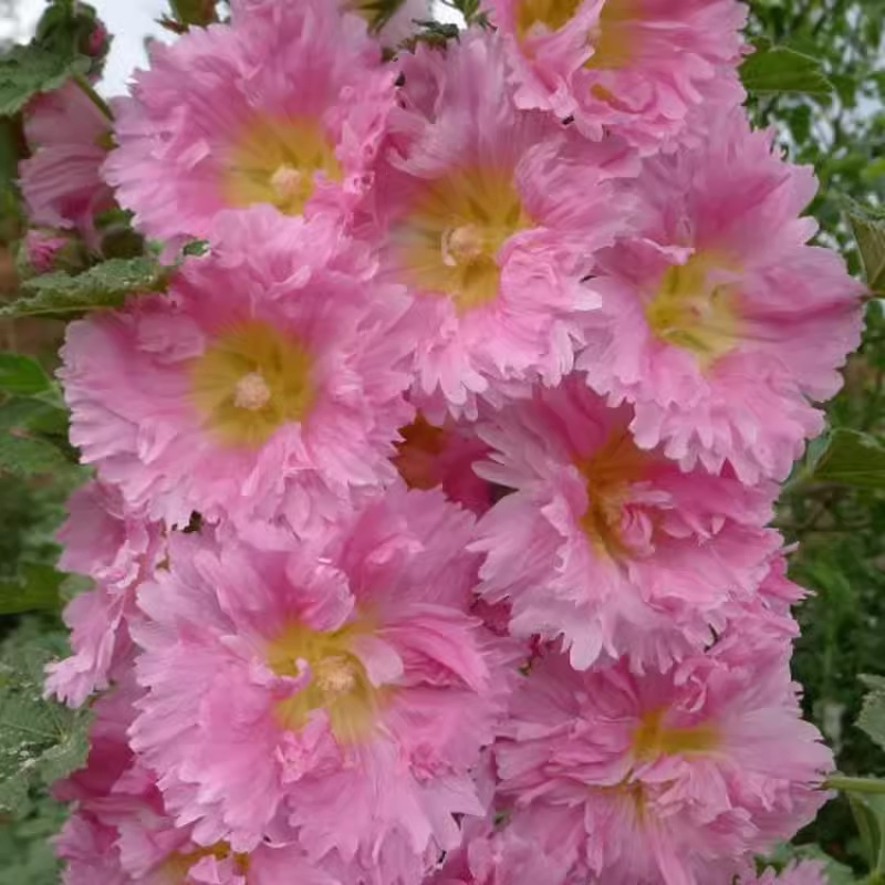 🌸 Dvojité semienka hlohovej slezu – rozkvitnite svoj domov farbami! 🌿