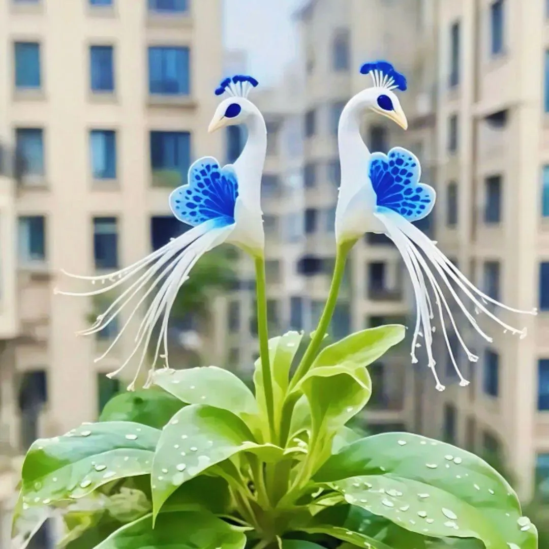 💎 Orchidea „Peacock Bloom“