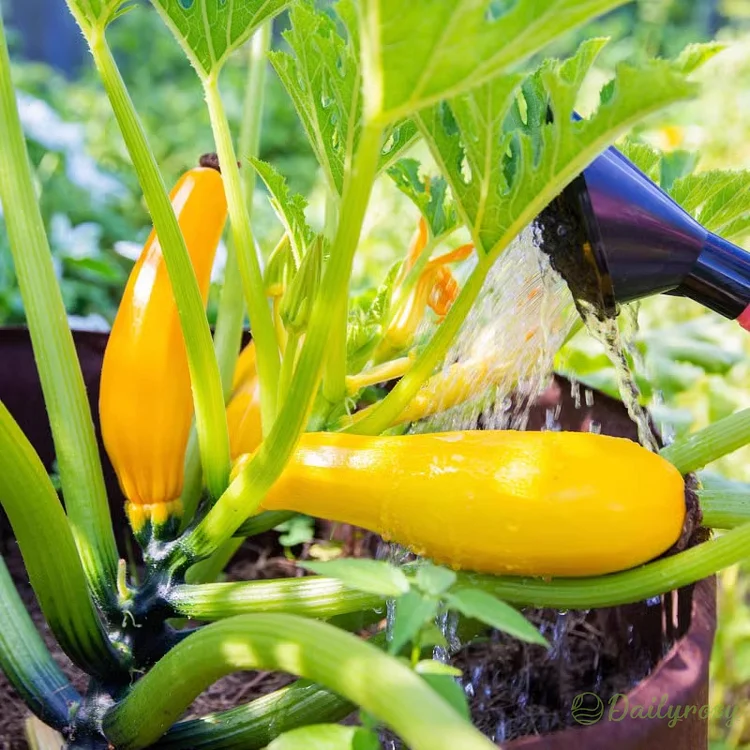 Semená cukety „Banana Zucchini – Golden Zucchini“ 🌿 Môžu sa vysievať počas všetkých ročných období
