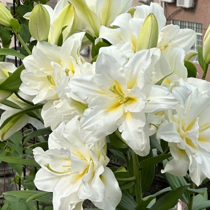 🌸 Dvojité parfumované ľalie — Kvitnutie v mnohých vrstvách, s dlhým a jemným arómou 🌸