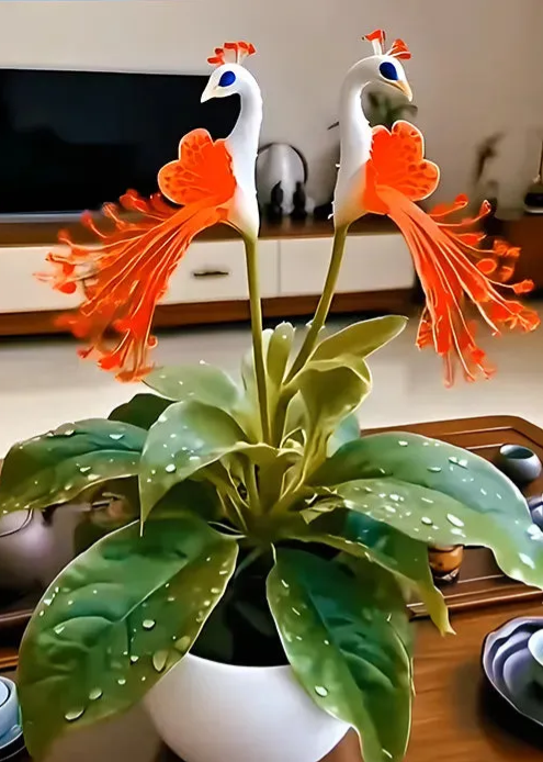 🔥Posledné 3 hodiny: 50% zľava🌺 Semená z pávieho kvetu ✨Ľahko sa pestujú