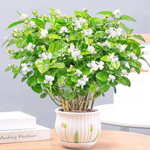 Semienka dvojkvetého jazmína