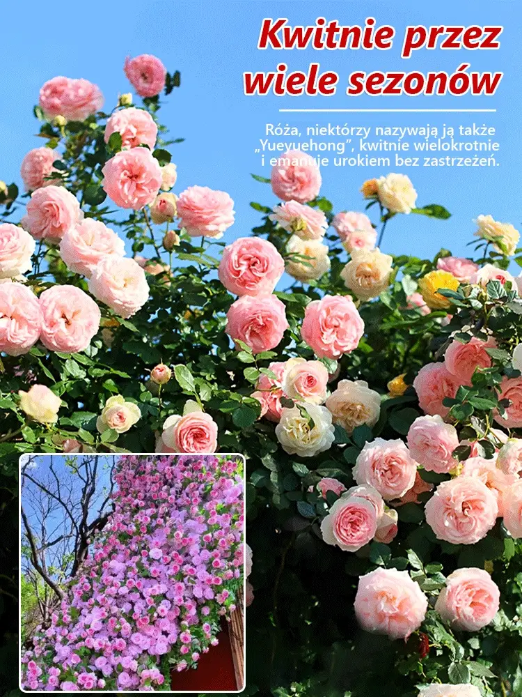 Całoroczne kwitnienie nasiona róż pnących