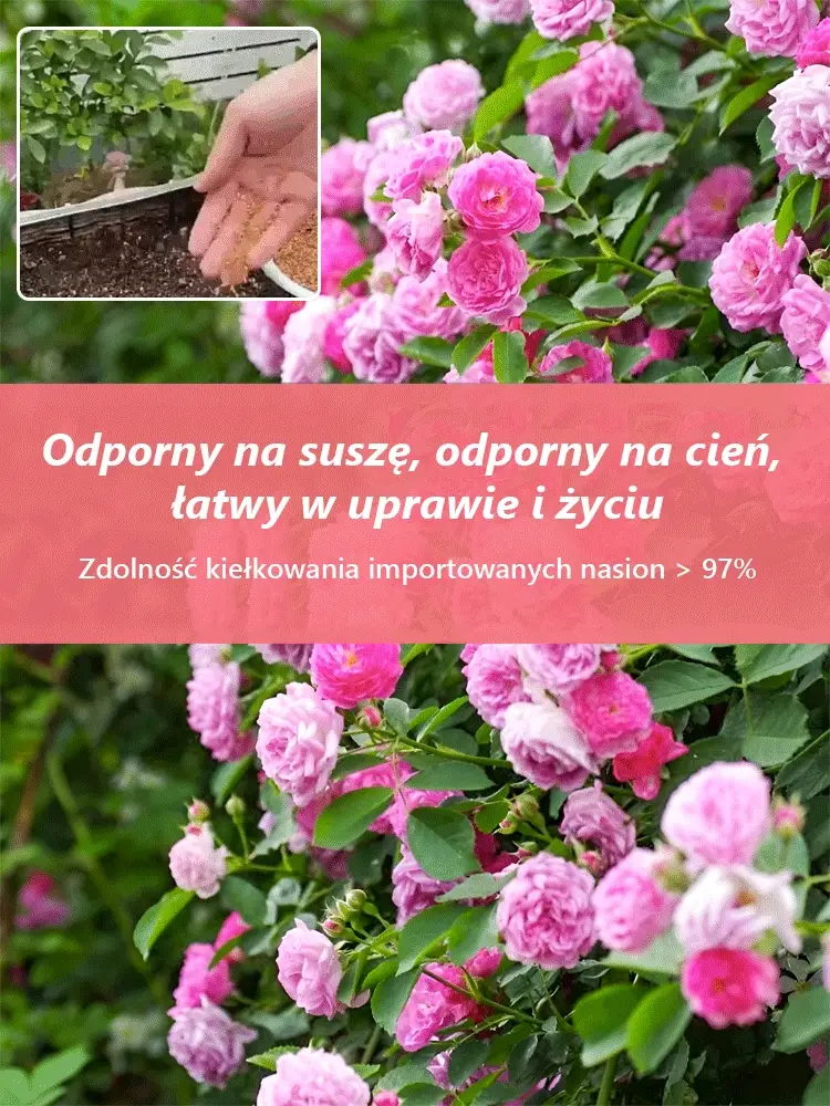 Całoroczne kwitnienie nasiona róż pnących