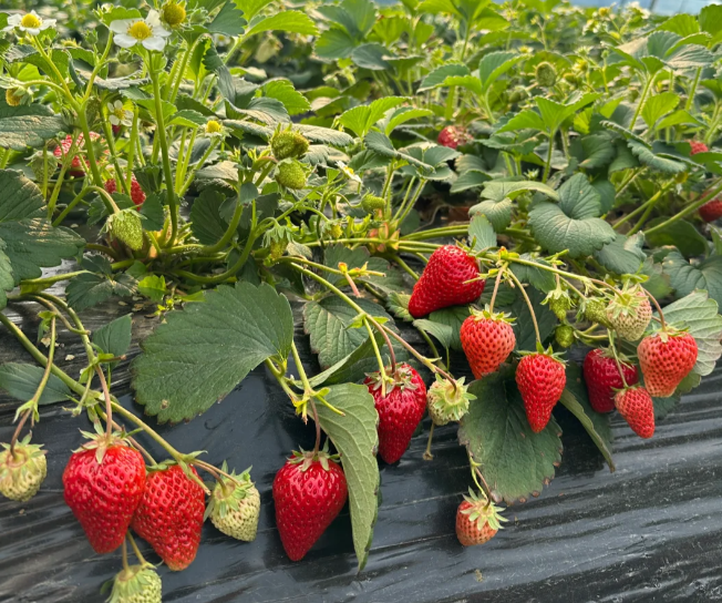 🍓 Nasiona truskawek „Kremowy słodki sen” – nawóz gratis