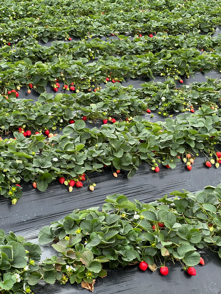 🍓 Nasiona truskawek „Kremowy słodki sen” – nawóz gratis