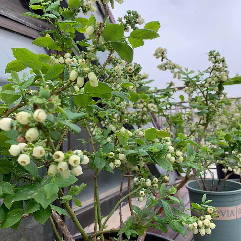 Wysokowydajne nasiona bonsai borówki