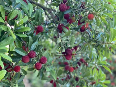 Nasiona yangmei: wielkość piłeczki ping-pongowej ⭐ mieszanka smaku truskawki i wiśni 🍓🍒 - w zestawie nawóz
