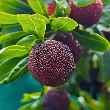 Nasiona yangmei: wielkość piłeczki ping-pongowej ⭐ mieszanka smaku truskawki i wiśni 🍓🍒 - w zestawie nawóz