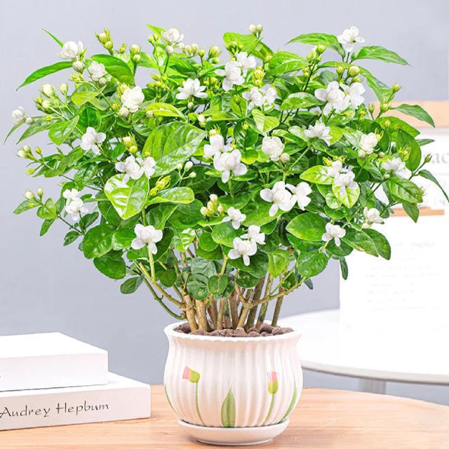 🌿 Nasiona jaśminu pachnącego z podwójnymi pąkami – nawóz gratis