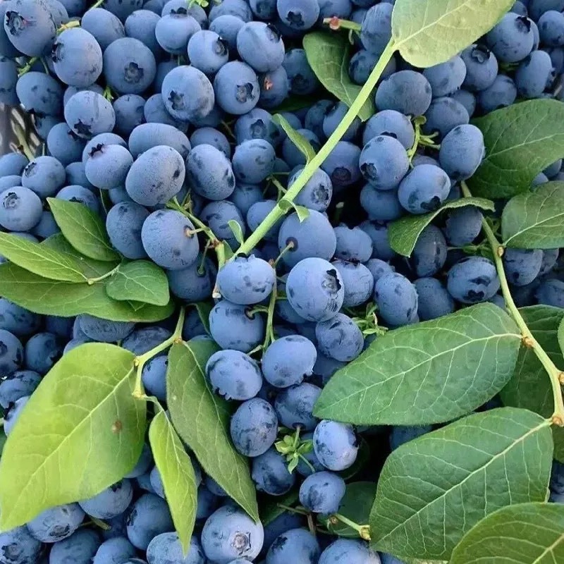 Wysokowydajne nasiona bonsai borówki