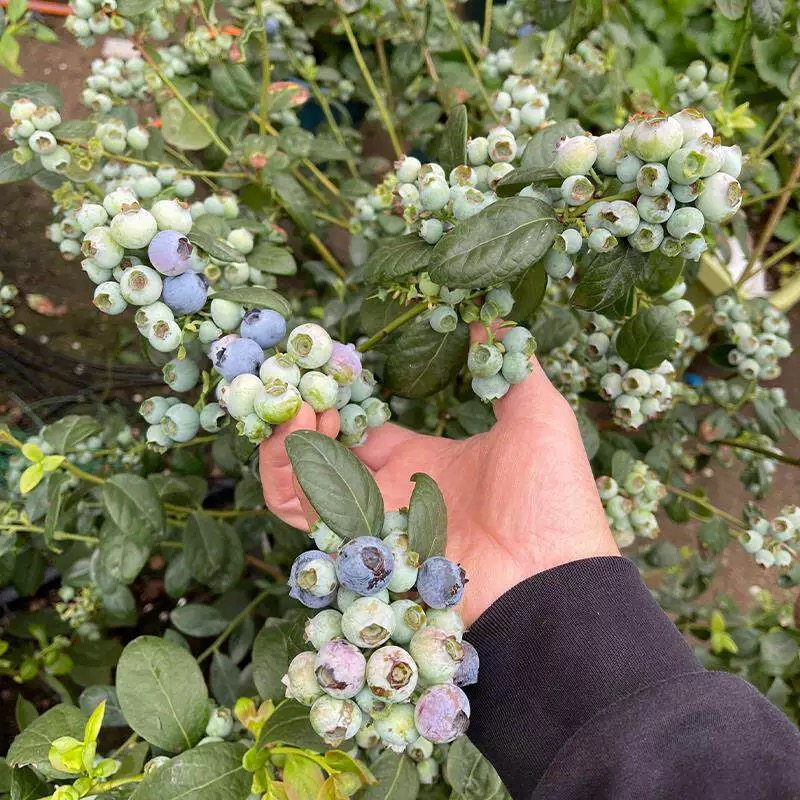 Wysokowydajne nasiona bonsai borówki