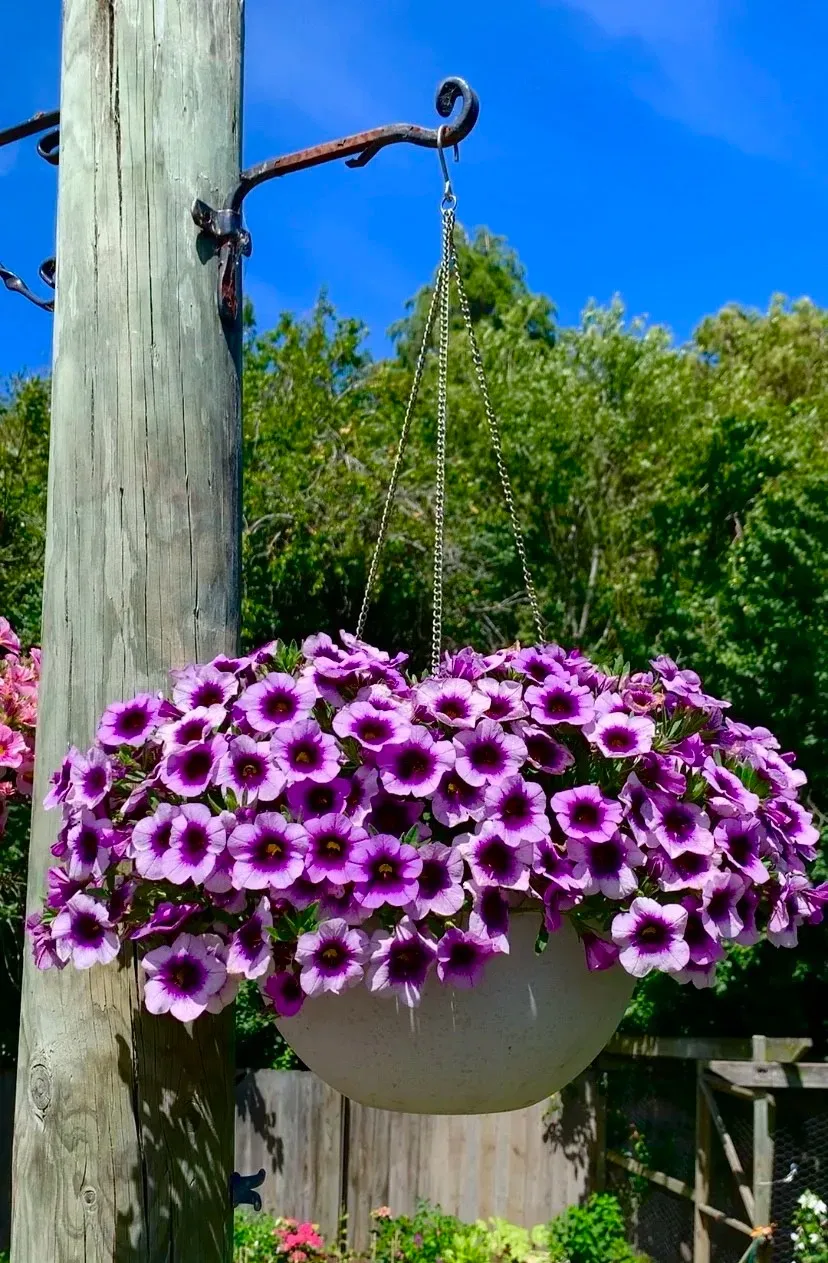 🌸 Petúnia „Sunset“ do závesných košov – kráľovná balkóna v pestrých farbách