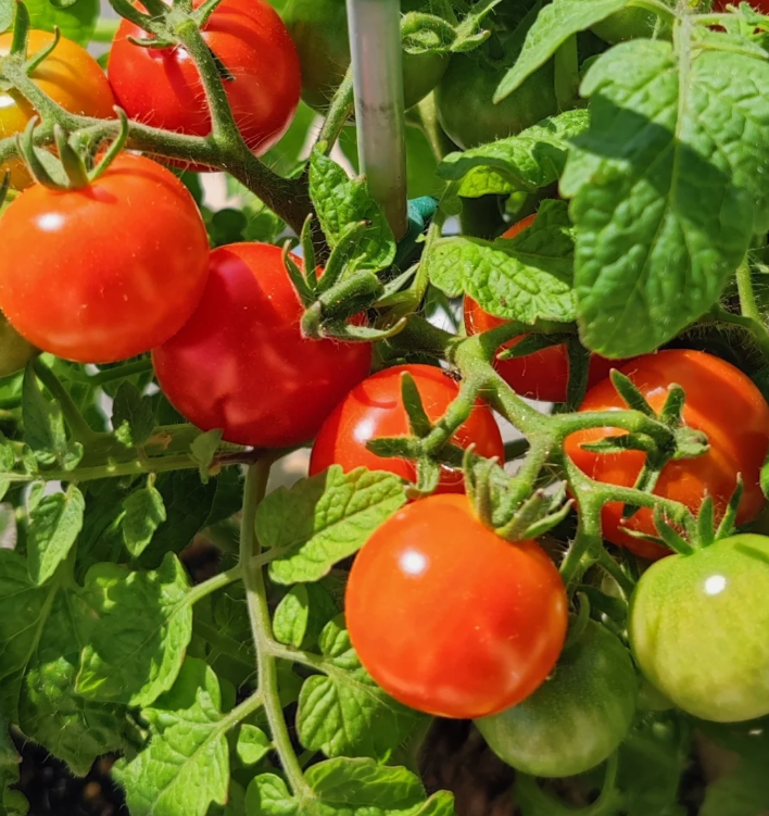 🌱 Vysoce kvalitné paradajkové semená – vysokourodné odrody, ideálne pre domáce pestovanie! 🍅✨