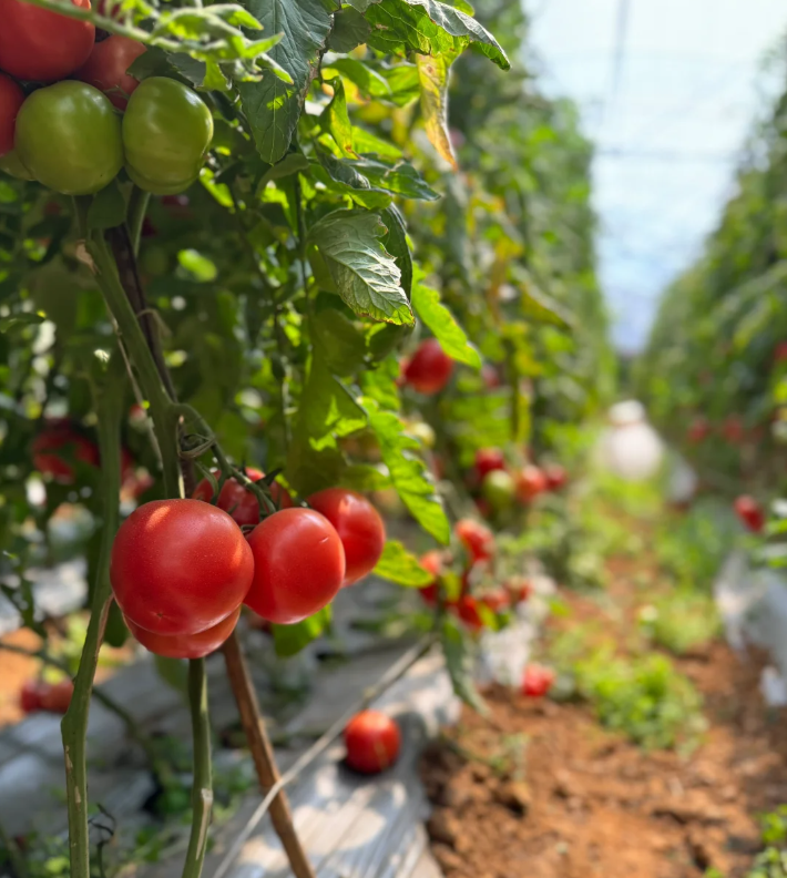 🌱 Vysoce kvalitné paradajkové semená – vysokourodné odrody, ideálne pre domáce pestovanie! 🍅✨