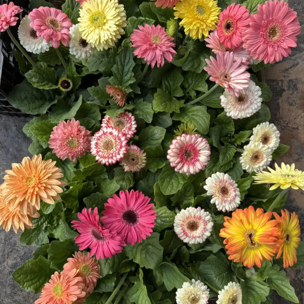🌼Semená gerbery rôznych farieb