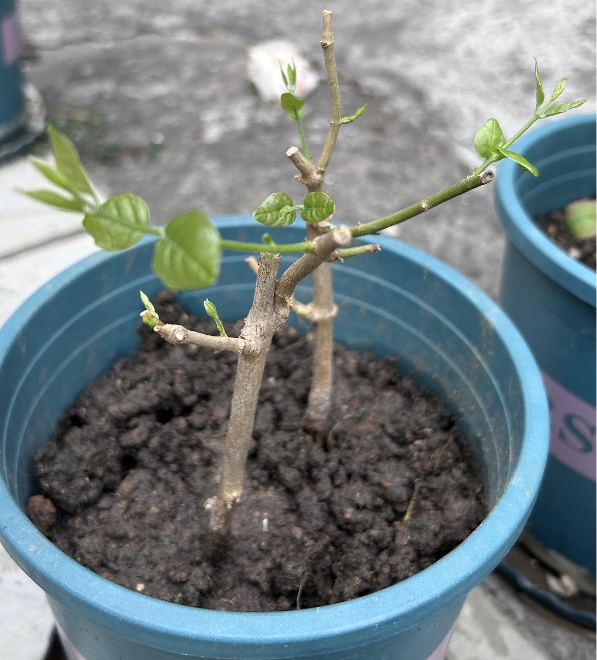 🍋 Vypestujte si vlastný citrón doma – jednoduché pestovanie zo semien