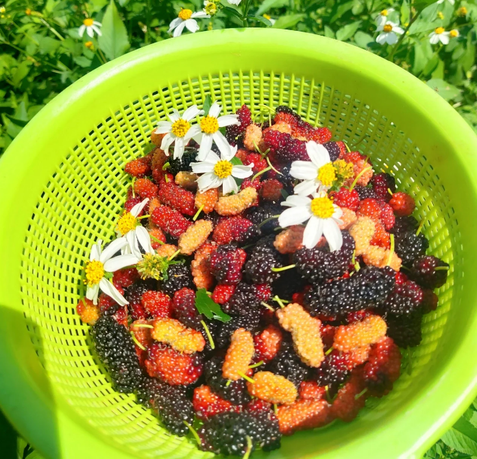 Stratifikované semená plodov moruše