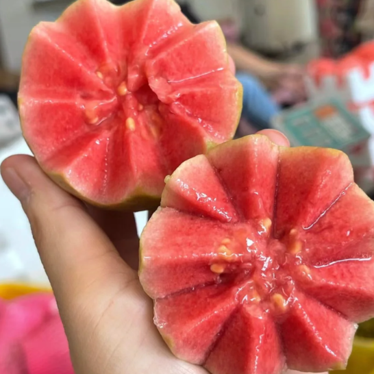  Tropické jahodové guava – organické semená ružovej guavy