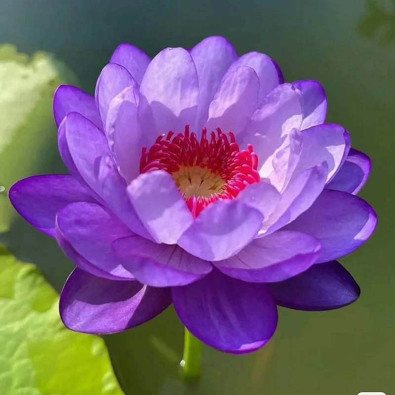 🔥Zimná akcia💐Svätá misa odolnosti voči chladu - Lotus