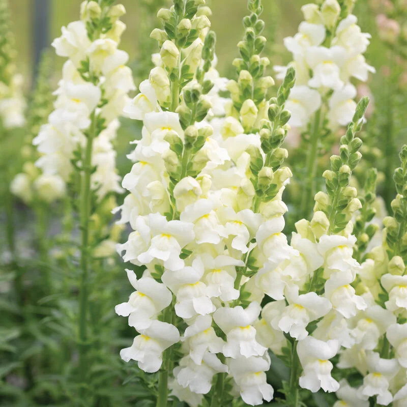 🌸 Levanduľovec (Snapdragon) – kvet, ktorý prináša radosť počas celej sezóny! 🌸