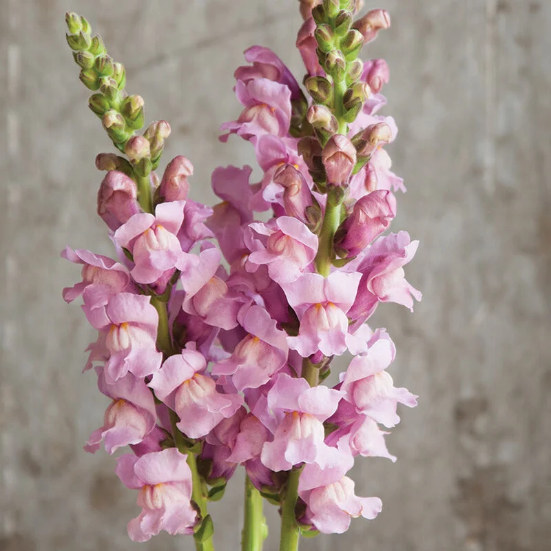 🌸 Levanduľovec (Snapdragon) – kvet, ktorý prináša radosť počas celej sezóny! 🌸