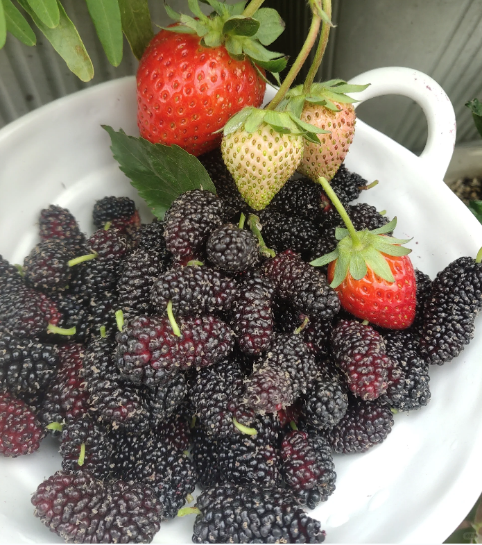 Stratifikované semená plodov moruše