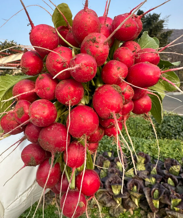 🍒 Semena Cherry Ředkviček – Sladké, Chrumkavé a Rýchlo Rastúce 🌱