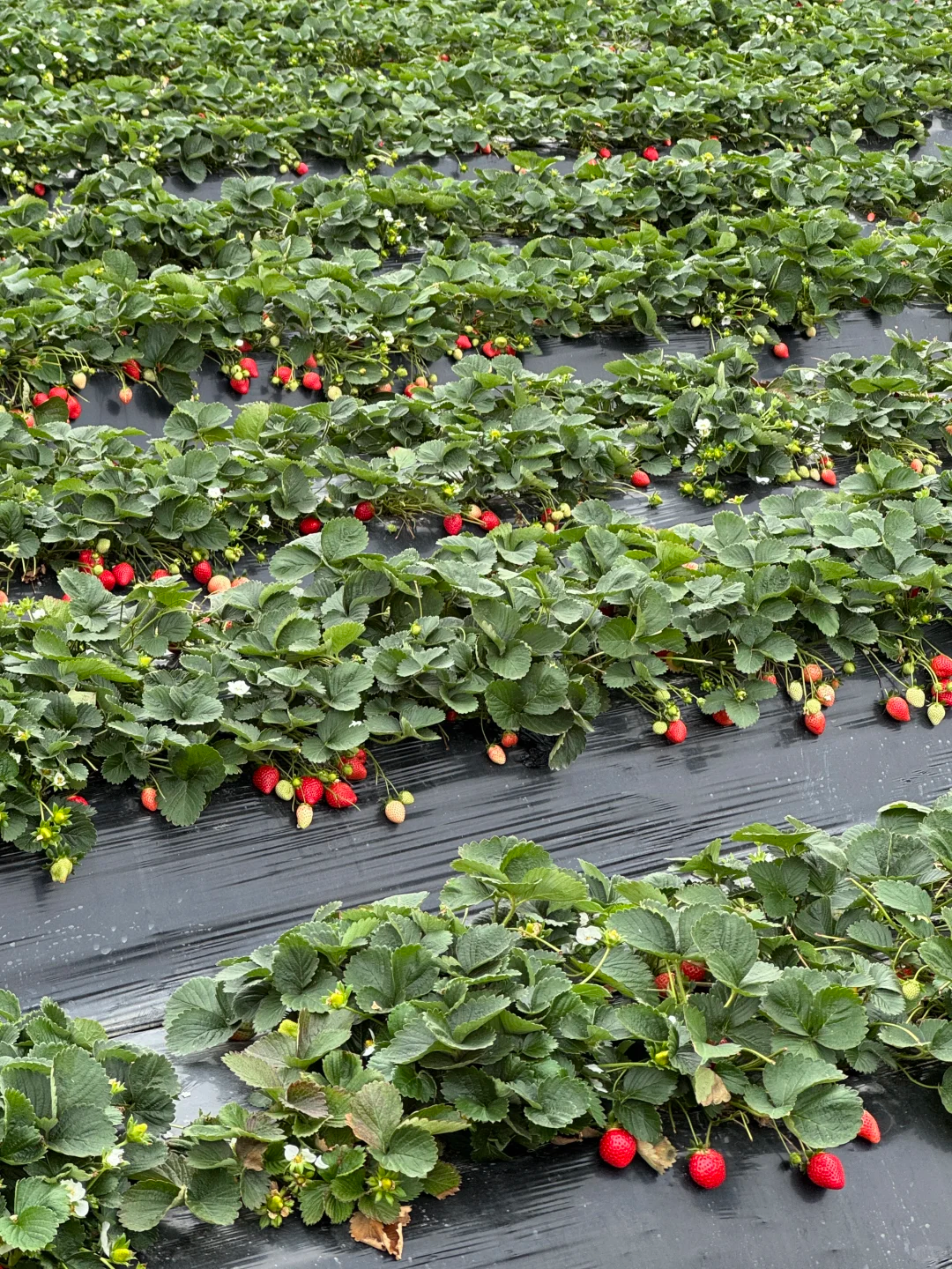 🍓 Krémové jahody „Sweet Dreamland“ – výnimočne sladké a jednoduché na pestovanie