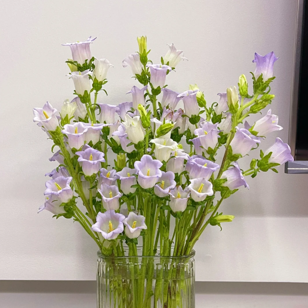 Farebné krištáľové semená konvalinky - Kúzlo čarovnej záhrady💐💑