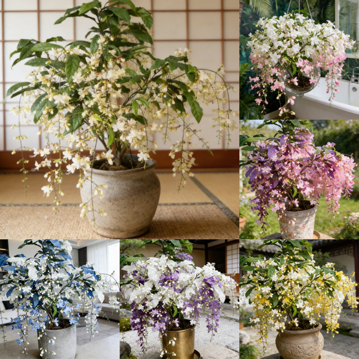 🔥50% zľava len dnes🌸 Semienka plačúceho jazmínu🌸