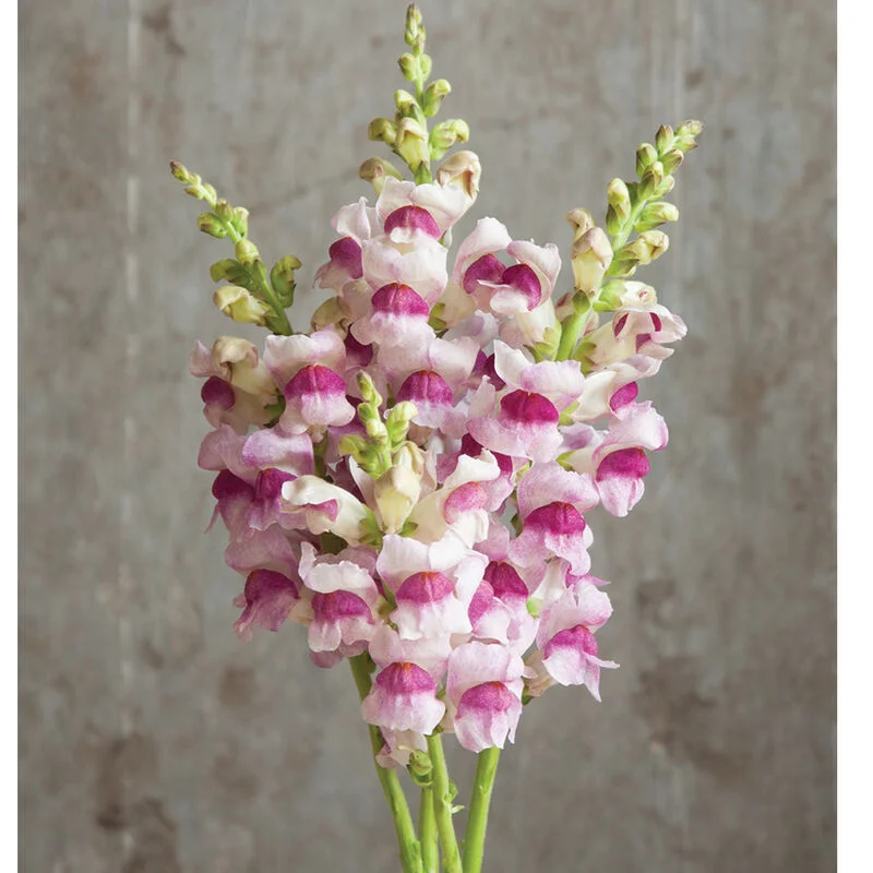 🌸 Levanduľovec (Snapdragon) – kvet, ktorý prináša radosť počas celej sezóny! 🌸