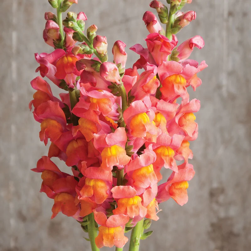 🌸 Levanduľovec (Snapdragon) – kvet, ktorý prináša radosť počas celej sezóny! 🌸