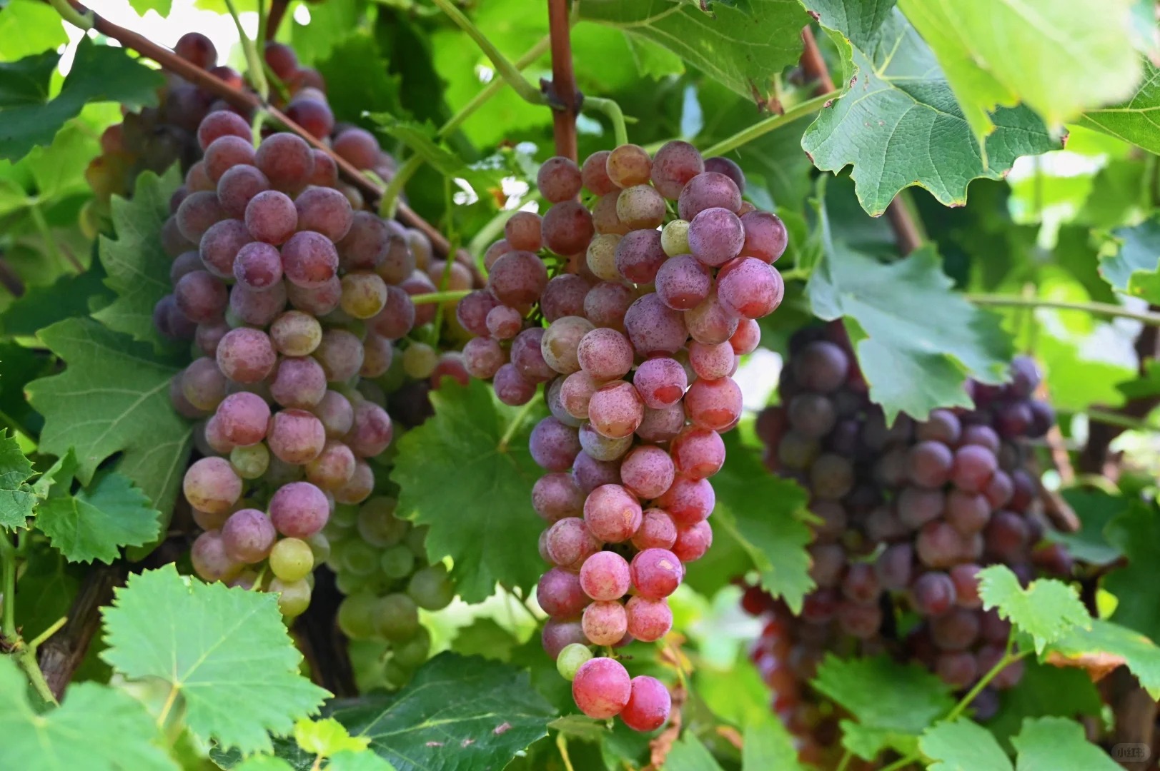 Szuper nagy magnélküli szőlő – lédús, édes és azonnal fogyasztható! 🍇🔥