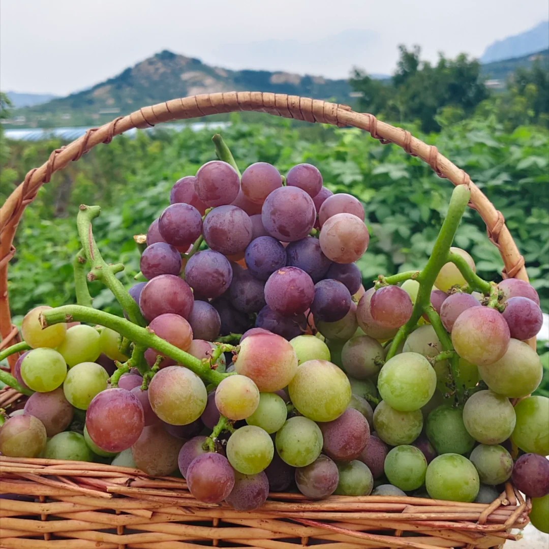 Szuper nagy magnélküli szőlő – lédús, édes és azonnal fogyasztható! 🍇🔥