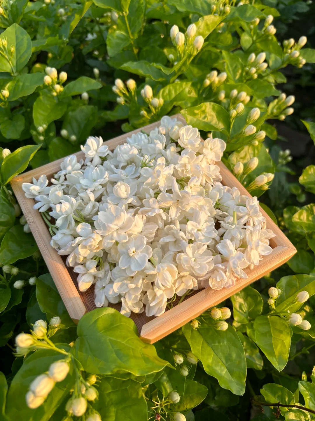 🌟 Celosvetový hit! Visiaci jazmín, ktorý očarí každý deň 🌼