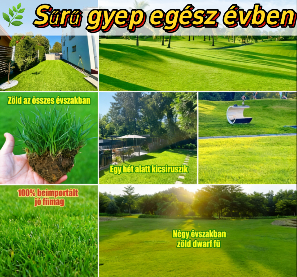 🌱 Four Seasons Evergreen Dwarf gyepmag | Teremtse meg a tökéletes pázsitot már most!