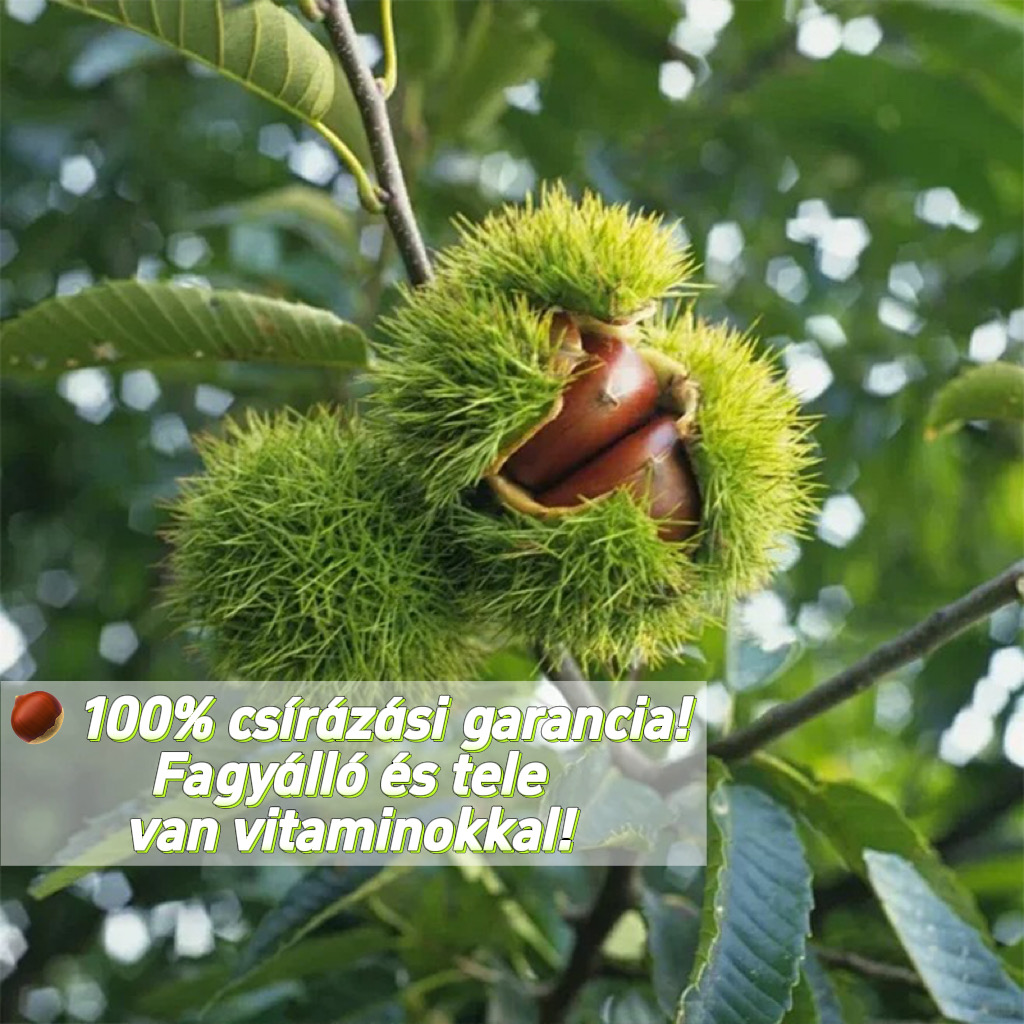 🔥 Már csak 3 óra: 50% kedvezmény! – 🌰 Törpe gesztenye magok – édes és aromás termés 🌱