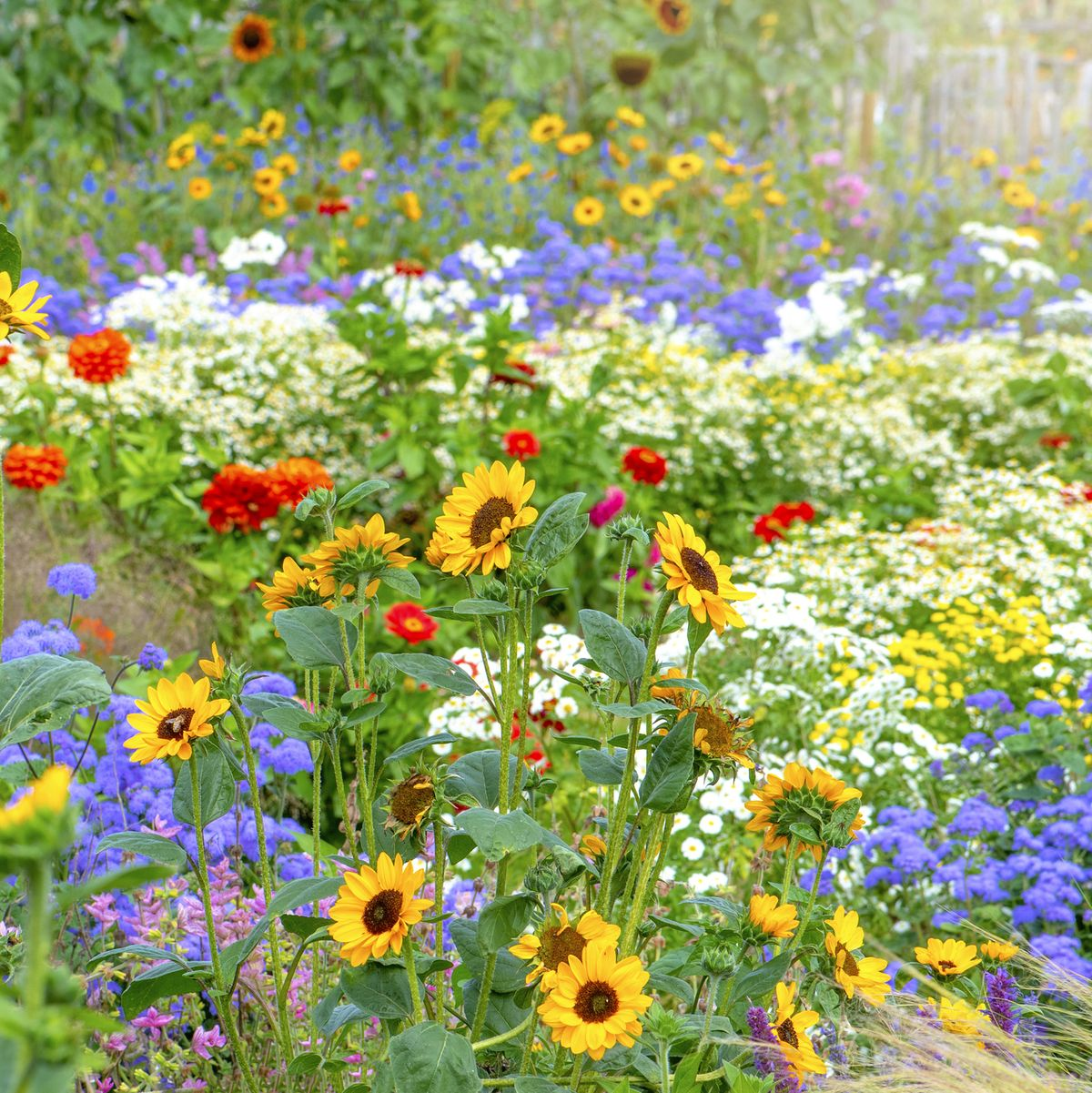 💐Multiple Flower Seeds