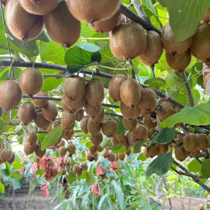 🥝 Semená kivi – odolná zelená chlpatá odnož kivi na pestovanie v domácej záhrade 🌿✨