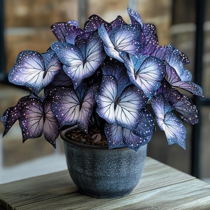 🦋Лунна пеперуда Бегония семе