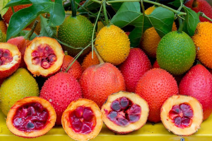 Gac fruit seeds, Gac Melon Vine Momordica Cochinchinensis seeds