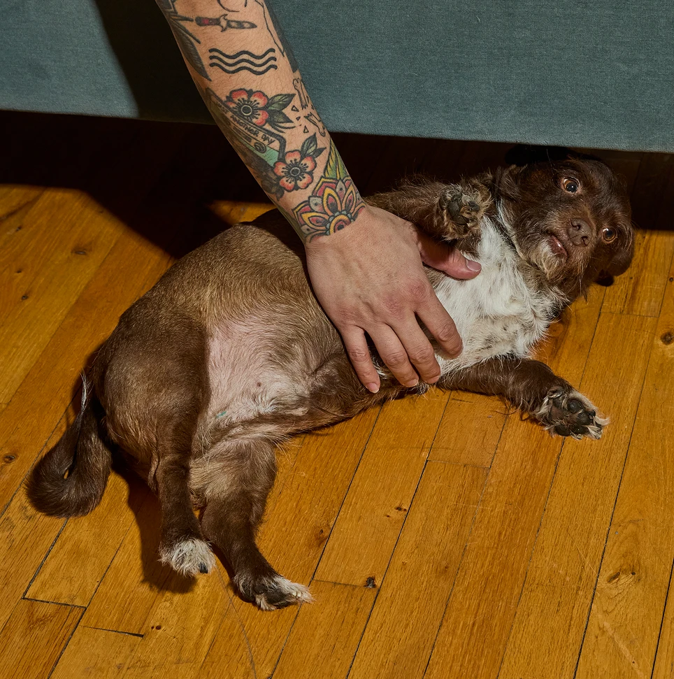 Perfect dogs aren't real