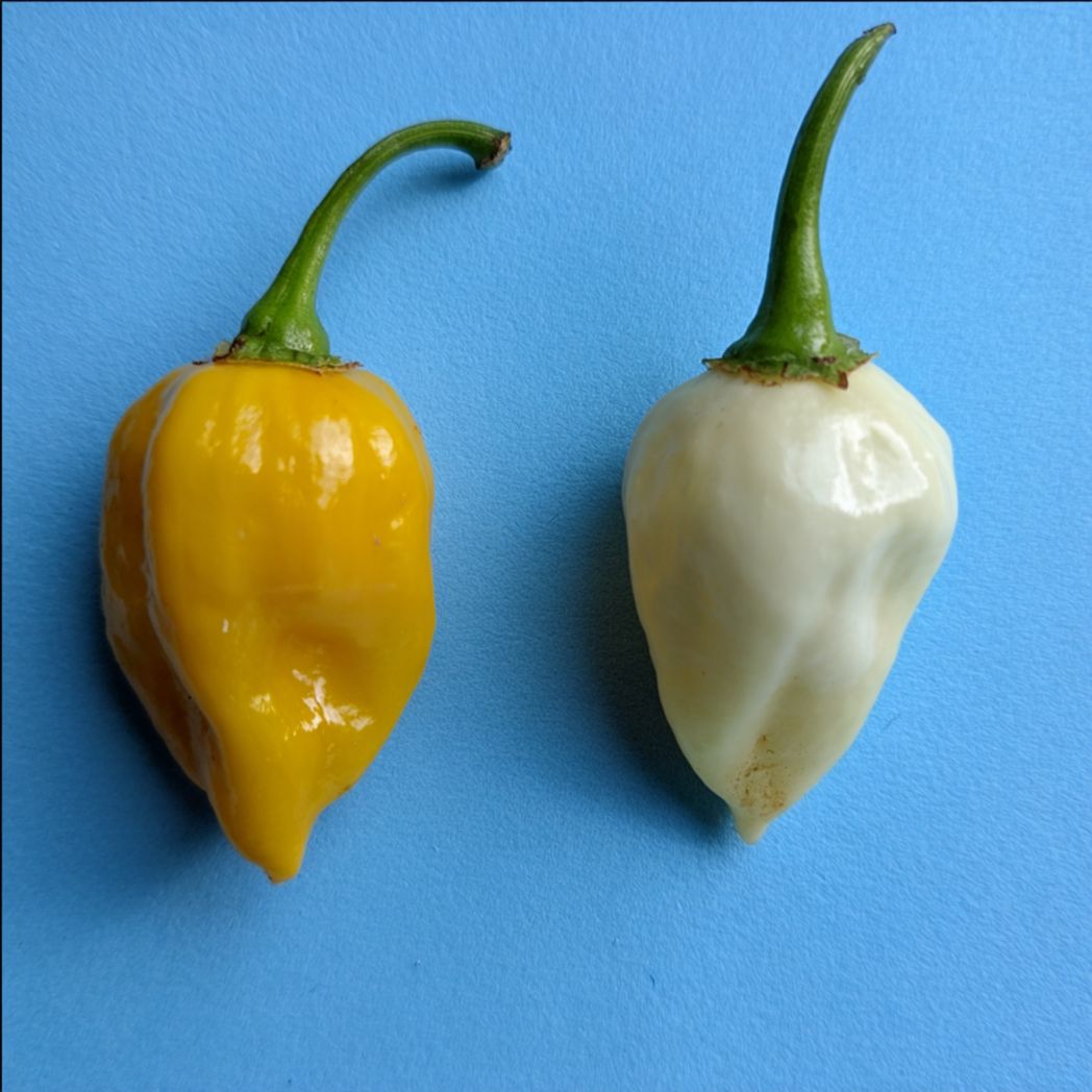 Hot Pepper (Capsicum) Seeds — 100 Pcs, Yellow & White-Trendsft