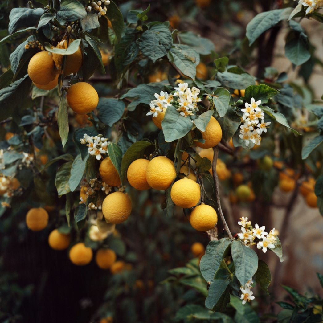 Lemon (Citrus) Seeds — 12 Pcs, Yellow Fruit & White Blossoms-Trendsft